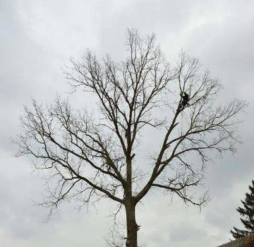 kom: 664340049 arborysta wycinka usuwanie trudnych drzew pielęgnacja drzew usługi podnośnikiem koszowym usługi rębakiem Olsztyn okolice woj. warmińsko mazurskie najtaniej najniższe cent na fv